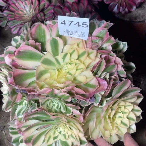 小***.白凤多肉多肉4745