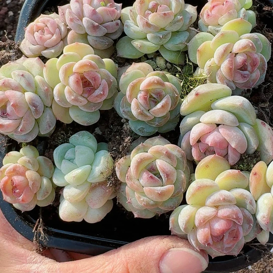 杂交新品珍妮多肉306