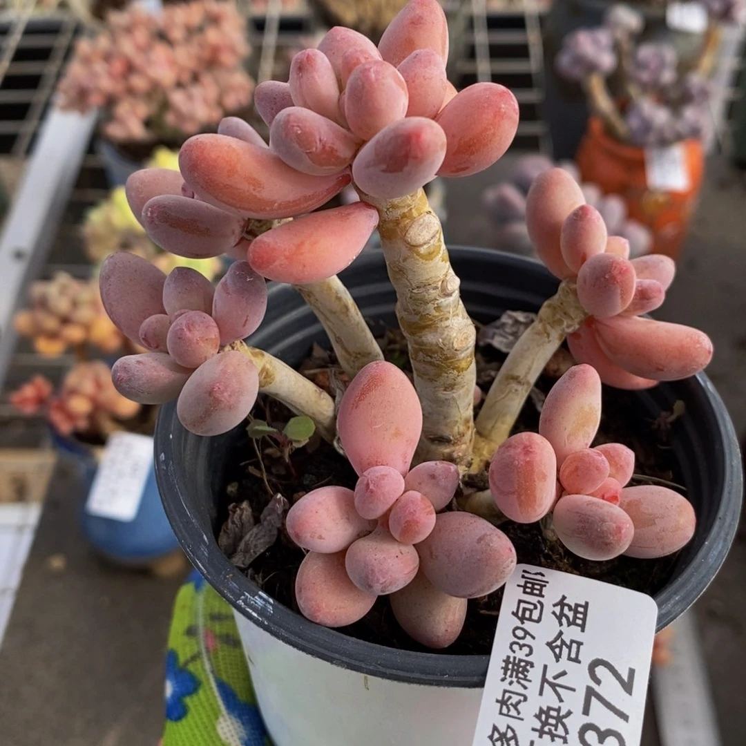 樱花奶酪372/8c m