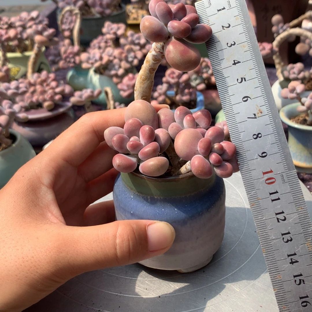 45号带盆偏远地区不包邮的