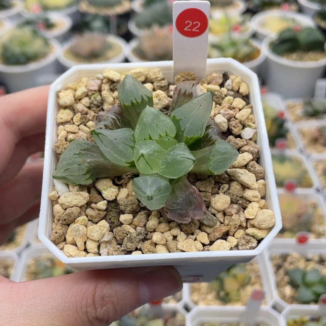 小蔡的菜园22 冰玉鸾