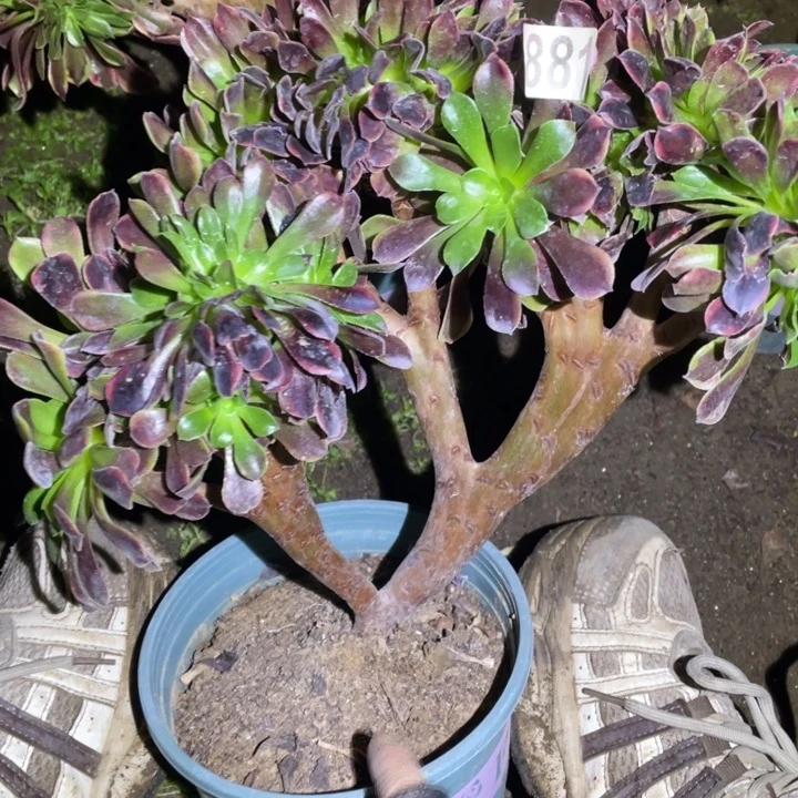 881号欧嘉莉缀化法师26厘米左右