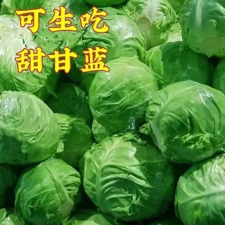 【甘蓝菜】河南新鲜蔬菜沙拉包菜卷心菜绿甘蓝露天种植