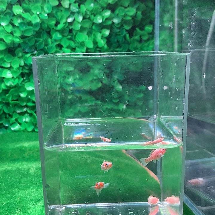 黑玛丽鱼玛丽球鱼樱花4条3元起拍