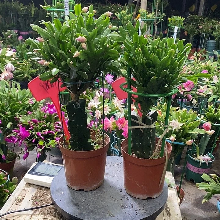 白玫瑰699➕樱桃玫瑰625