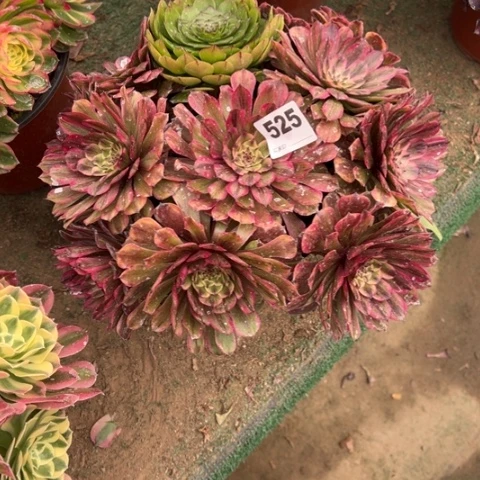 晴****）525玲珑朵朵多肉，