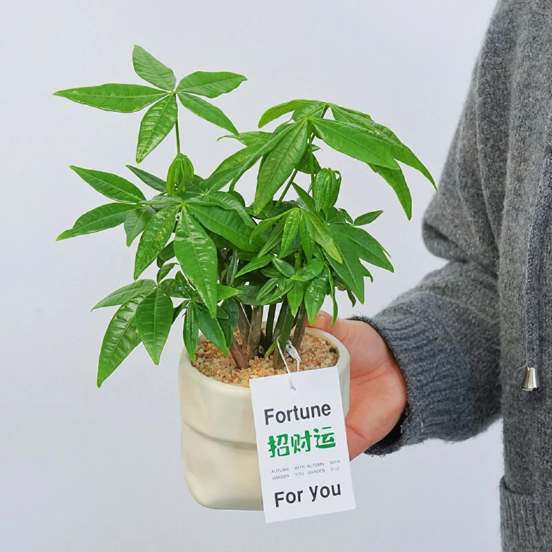 森林发财树 办公室桌面好养绿植盆栽 好寓意 植物