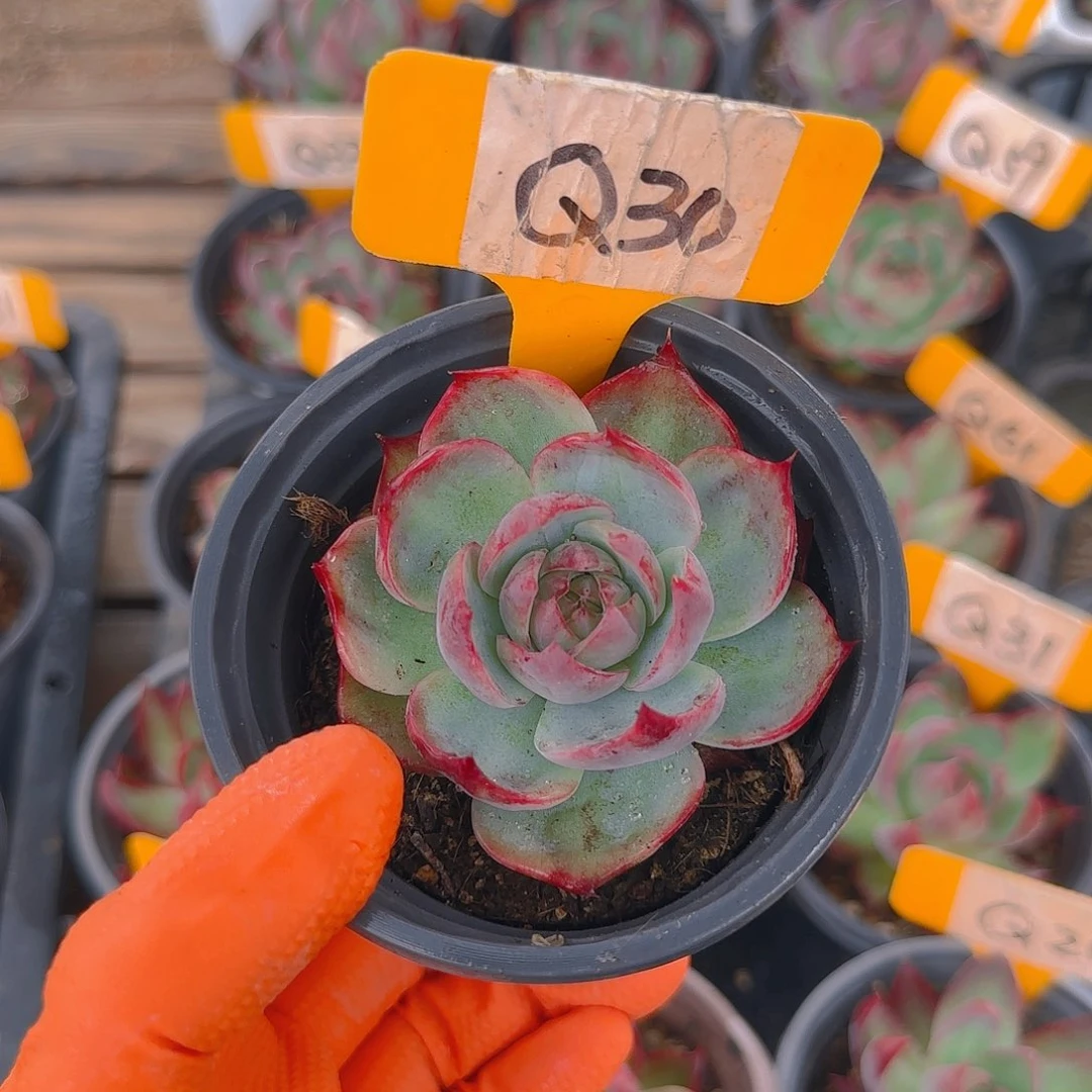 W*nQ30 惊鸿单头多肉