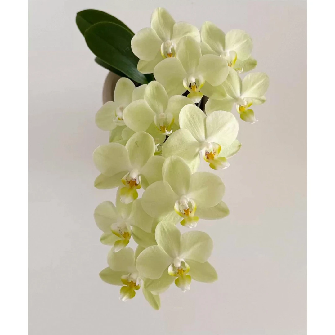 蝴蝶兰《卡莉》带花剑盆栽四季开花室内观赏绿植