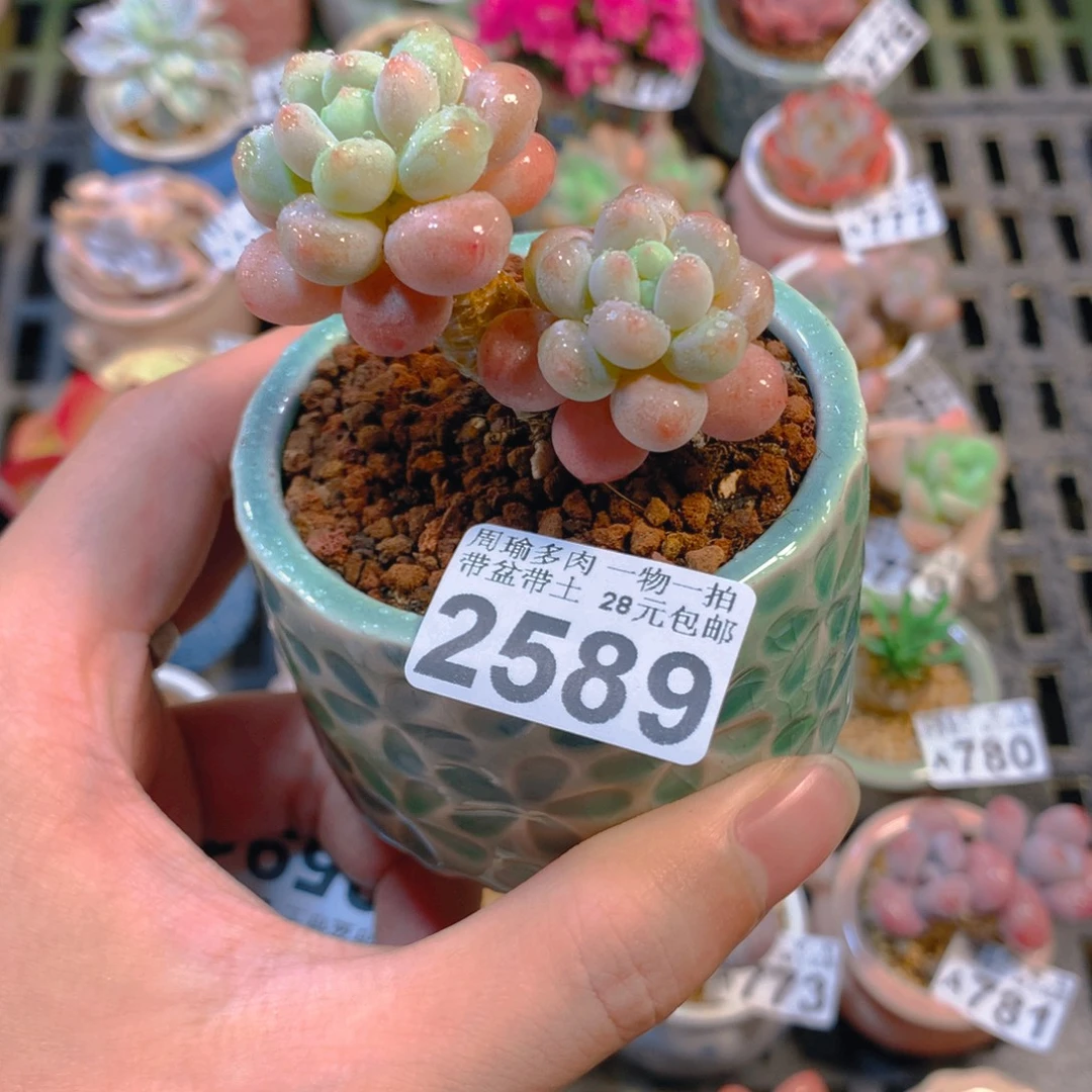 5厘米盆精控多肉2589