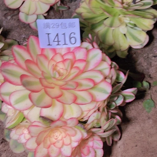 1416荔枝多肉植物