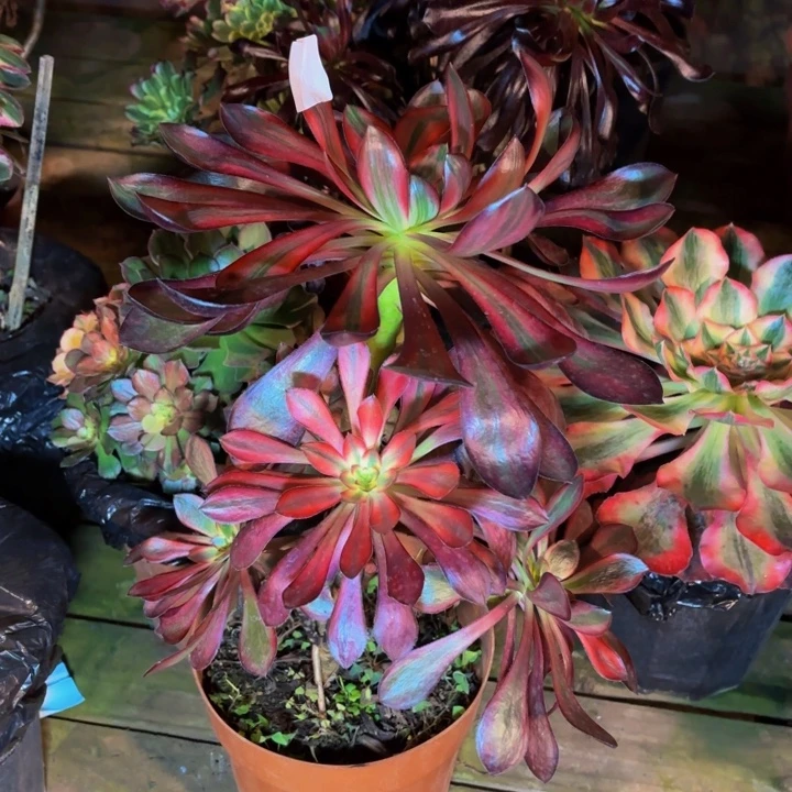 云南火凤好看15号