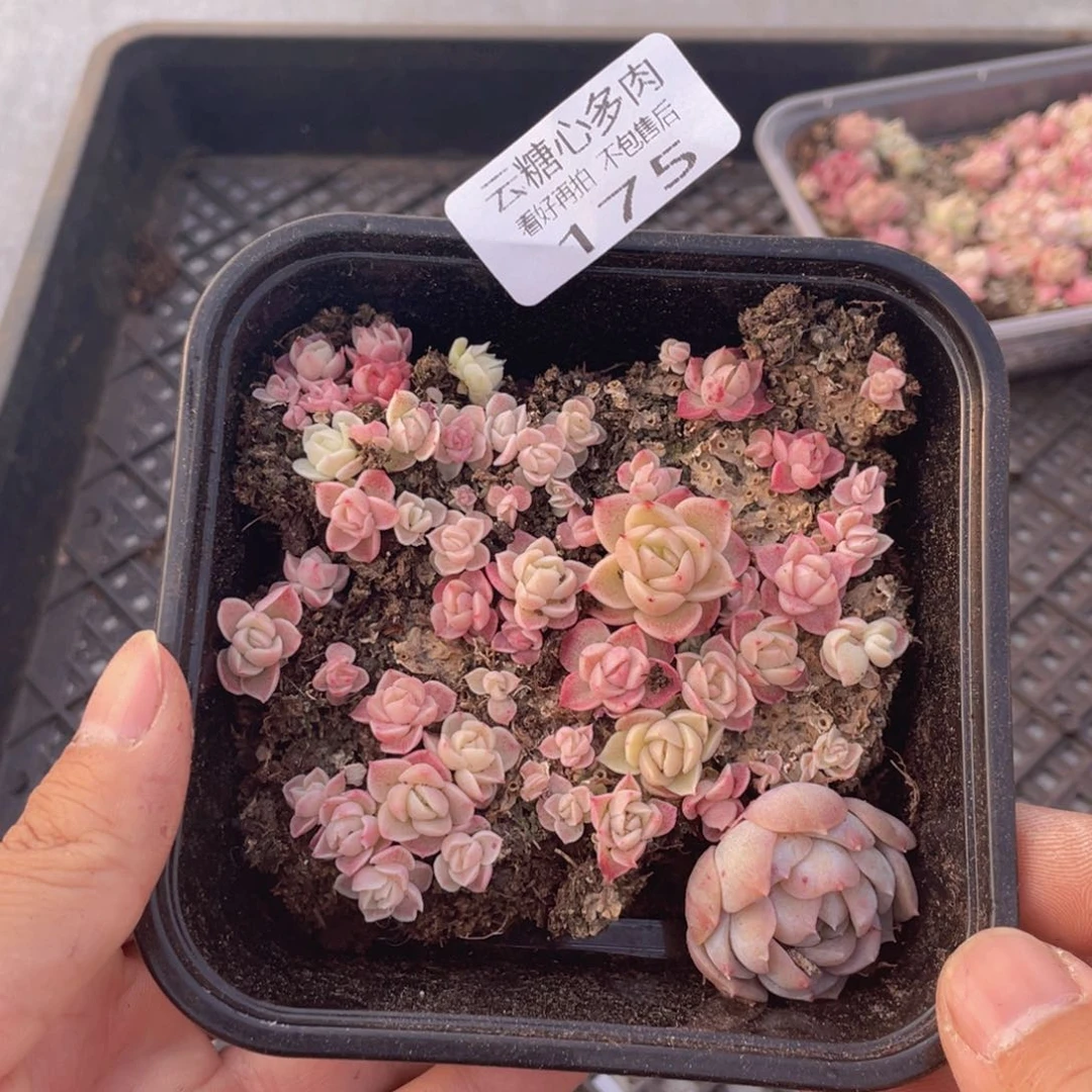 云糖心多肉植物175