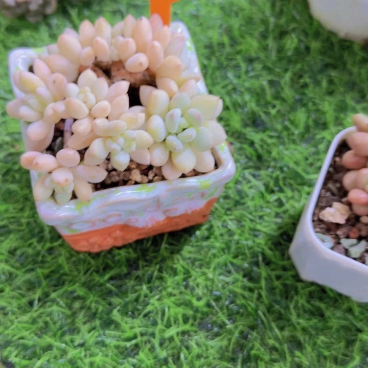 阿***布338多肉植物一物一拍