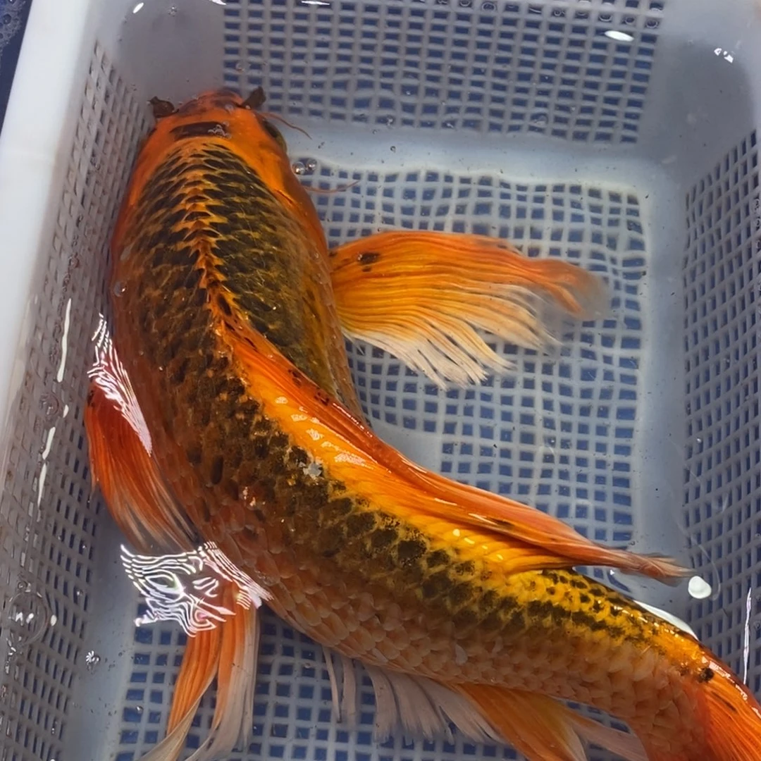 锦鲤冷水锦鲤包邮