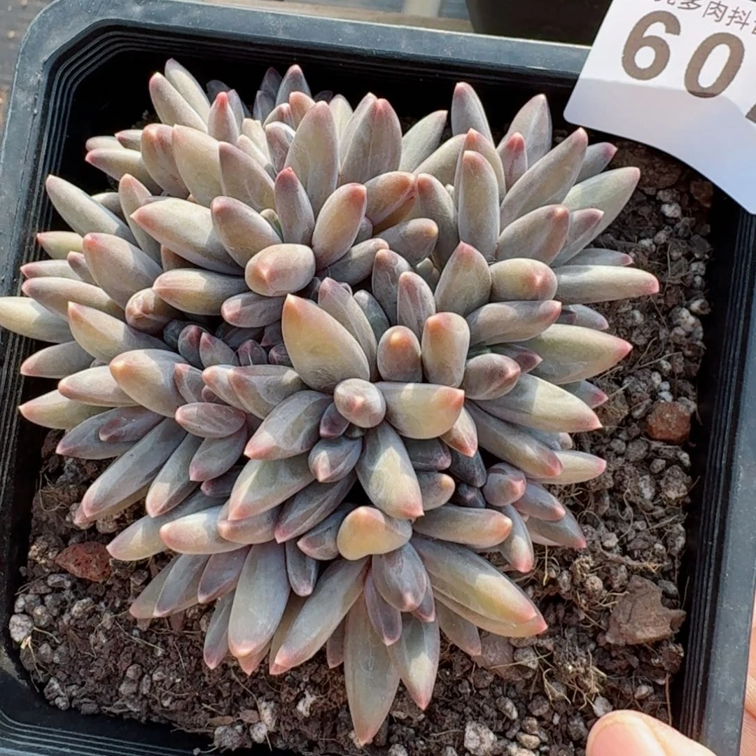 乌拉克拉整装无砍       多肉植物