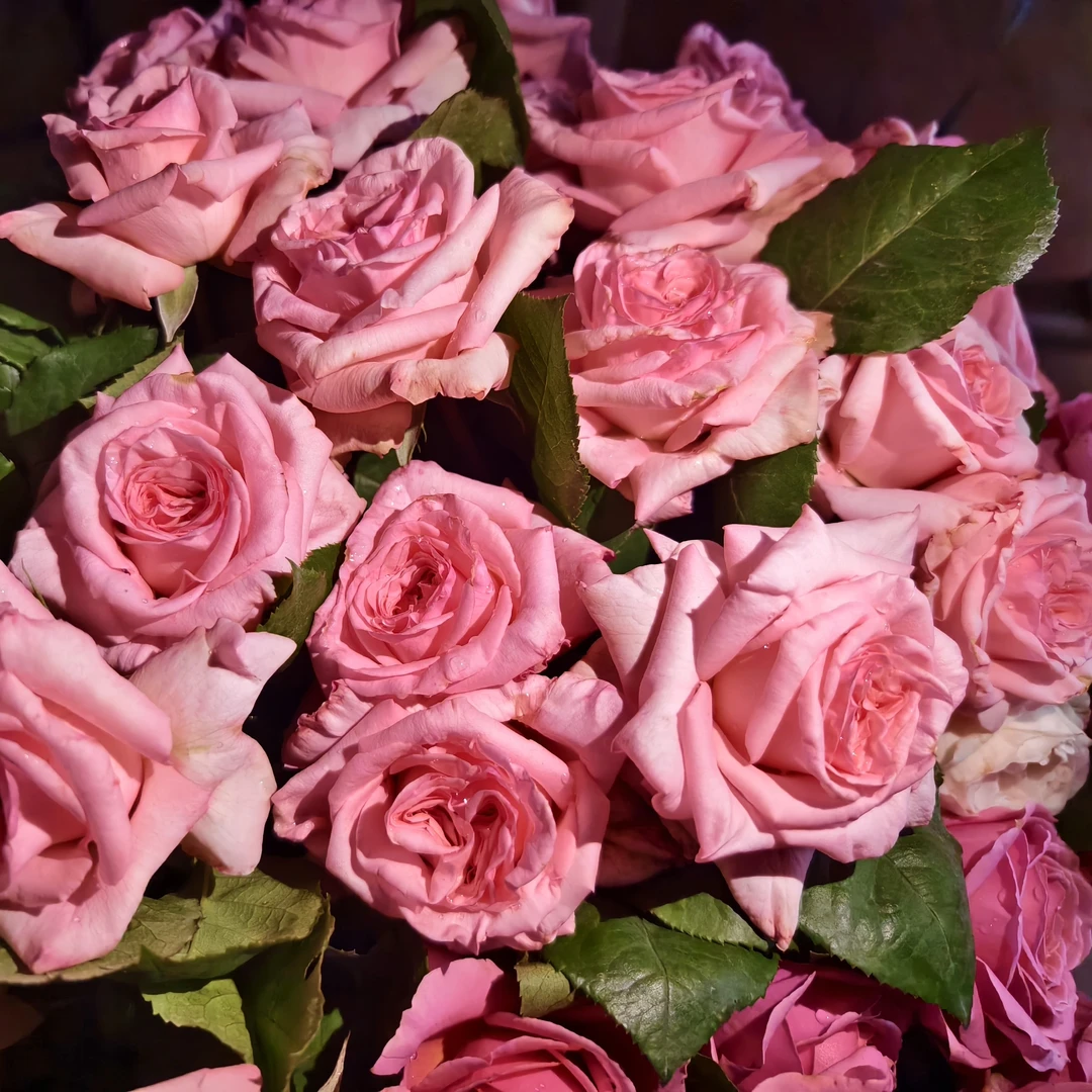 花莳园艺 1加仑扦插【粉荔枝】月季花苗切花多季开花园植物盆栽地栽