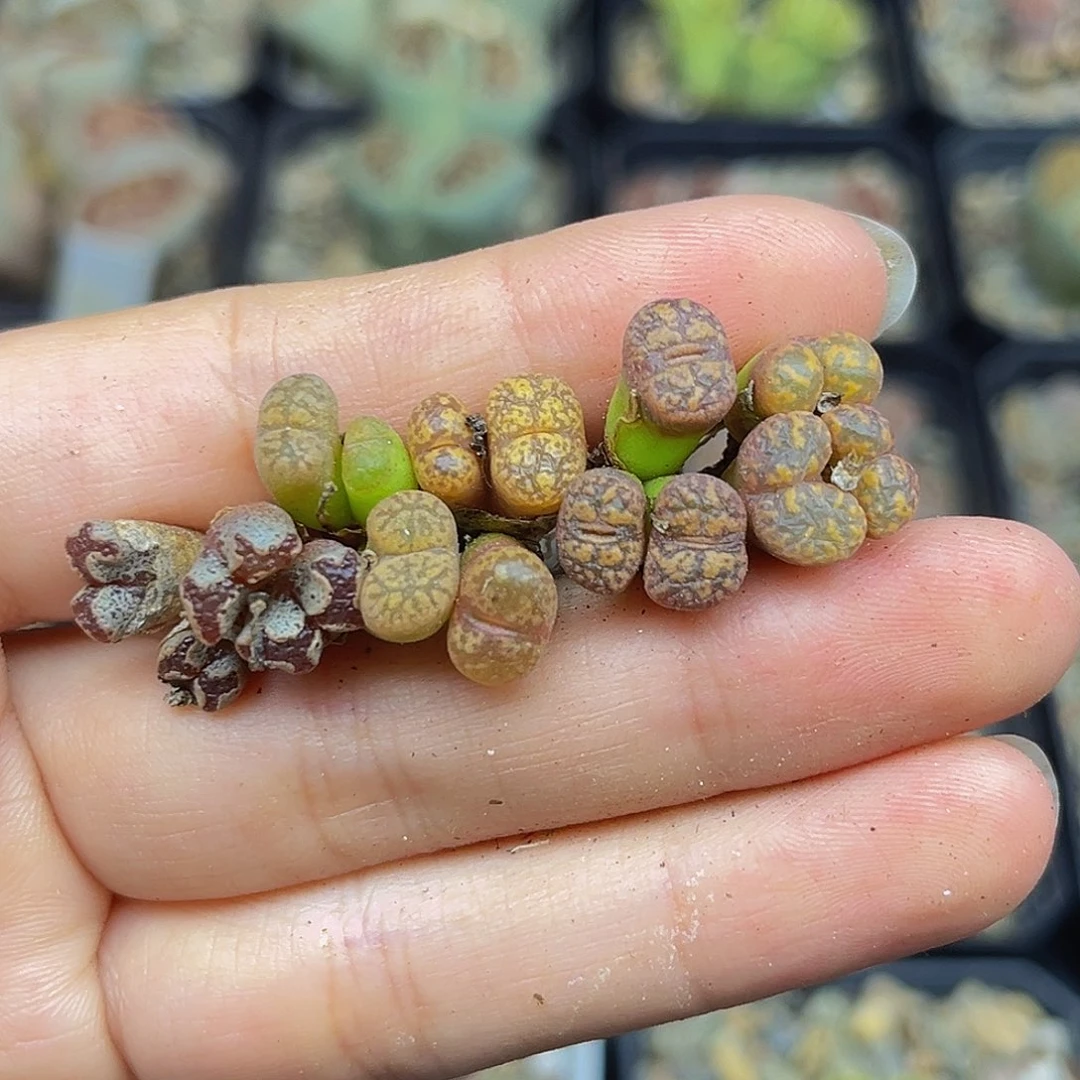 一件包邮一物一拍勋章8127