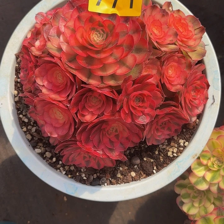 多肉植物福利771