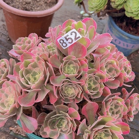 姑***》多肉植物一个女巫