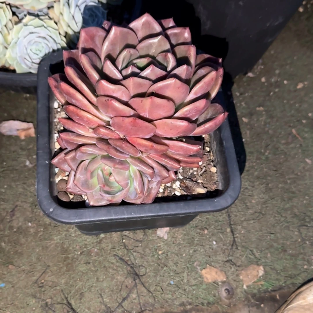 多肉植物多肉植物