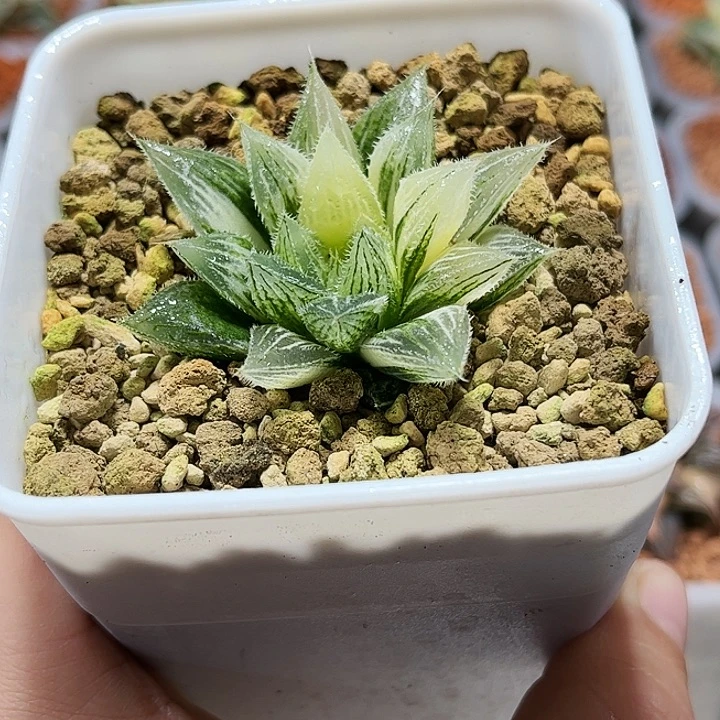 十二卷多肉实生毛玉露