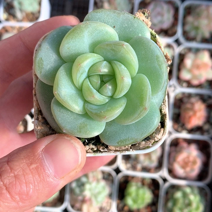 宽叶。      珍妮姐姐专拍链接