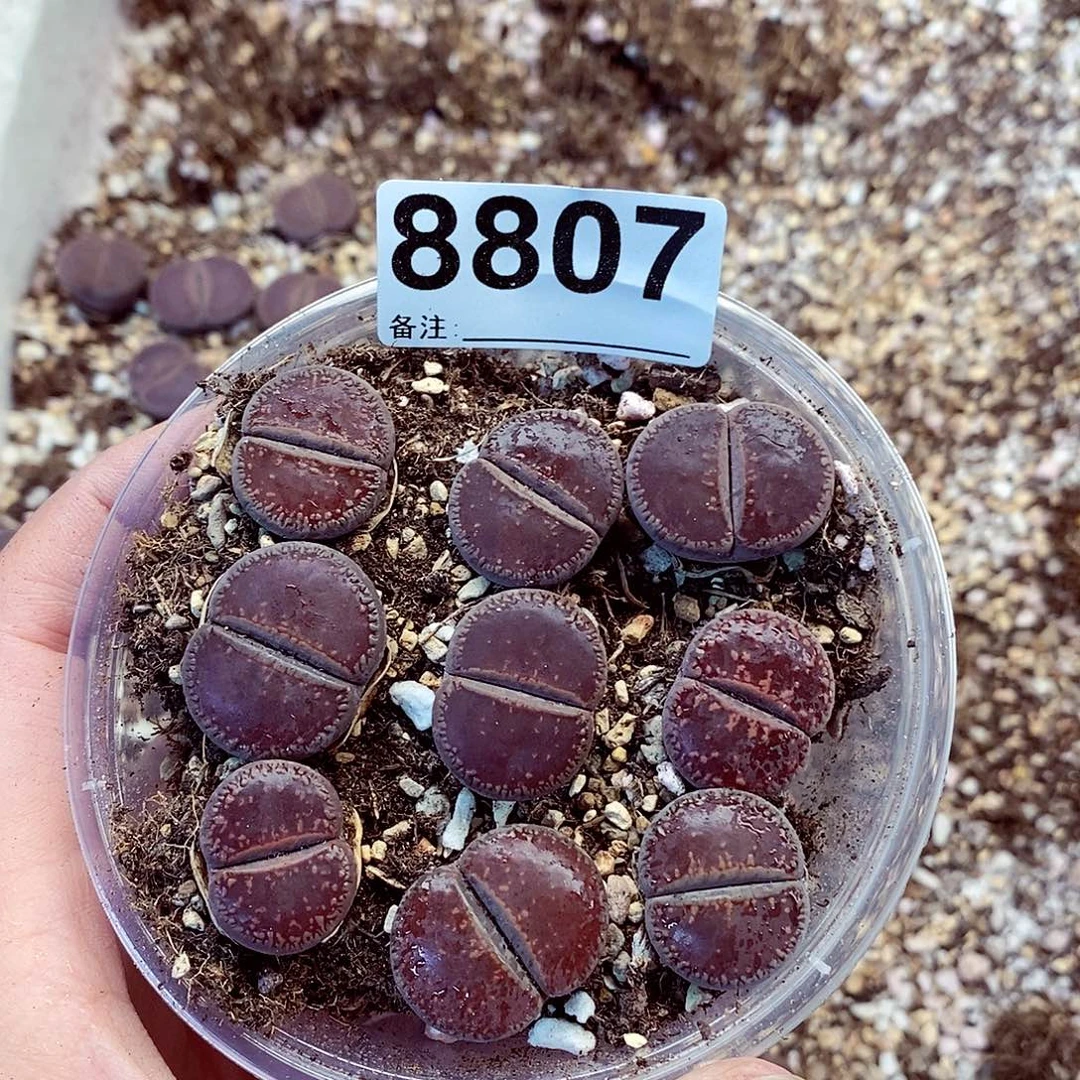 8807开欧啊咯哦豁啦