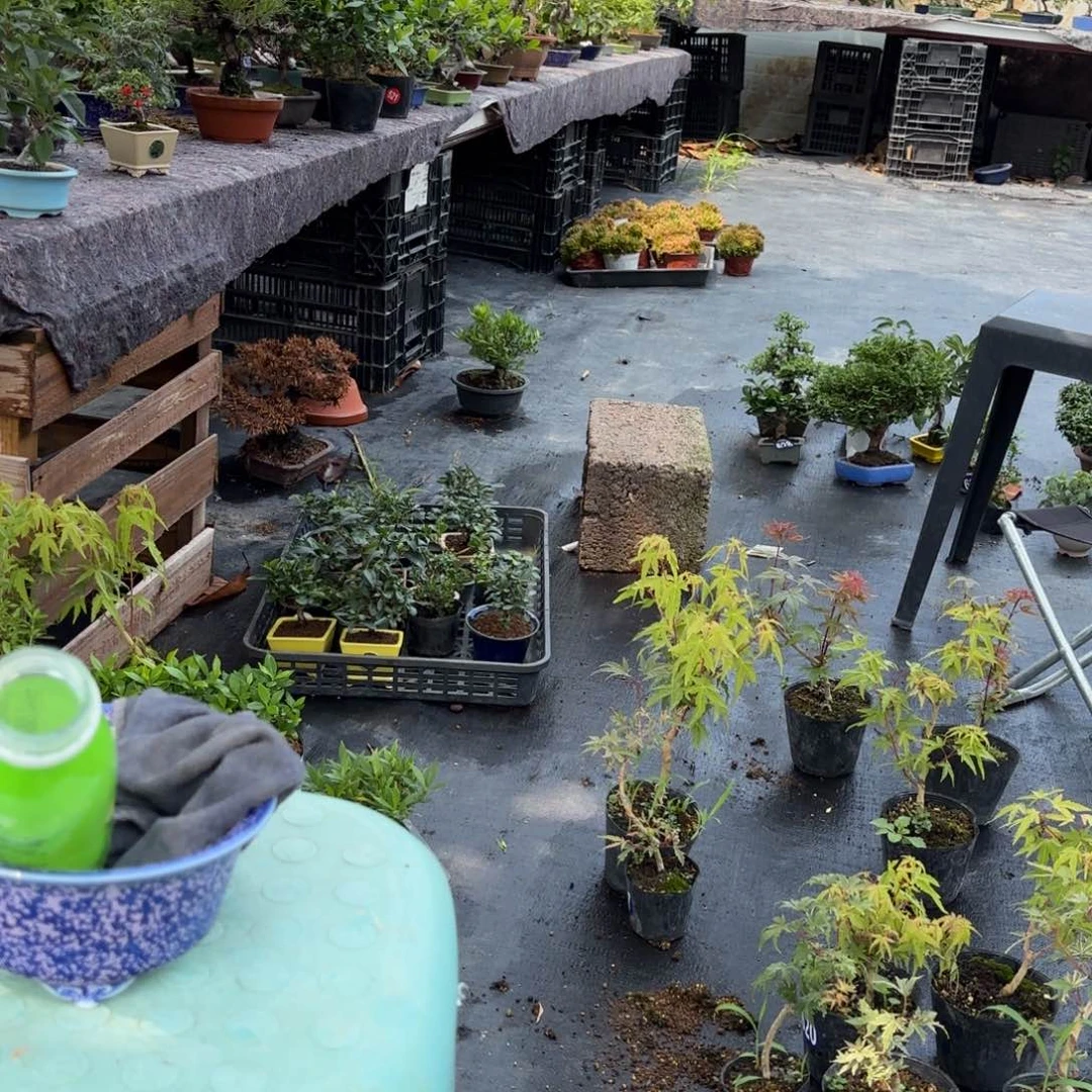 全场盆景一物一拍