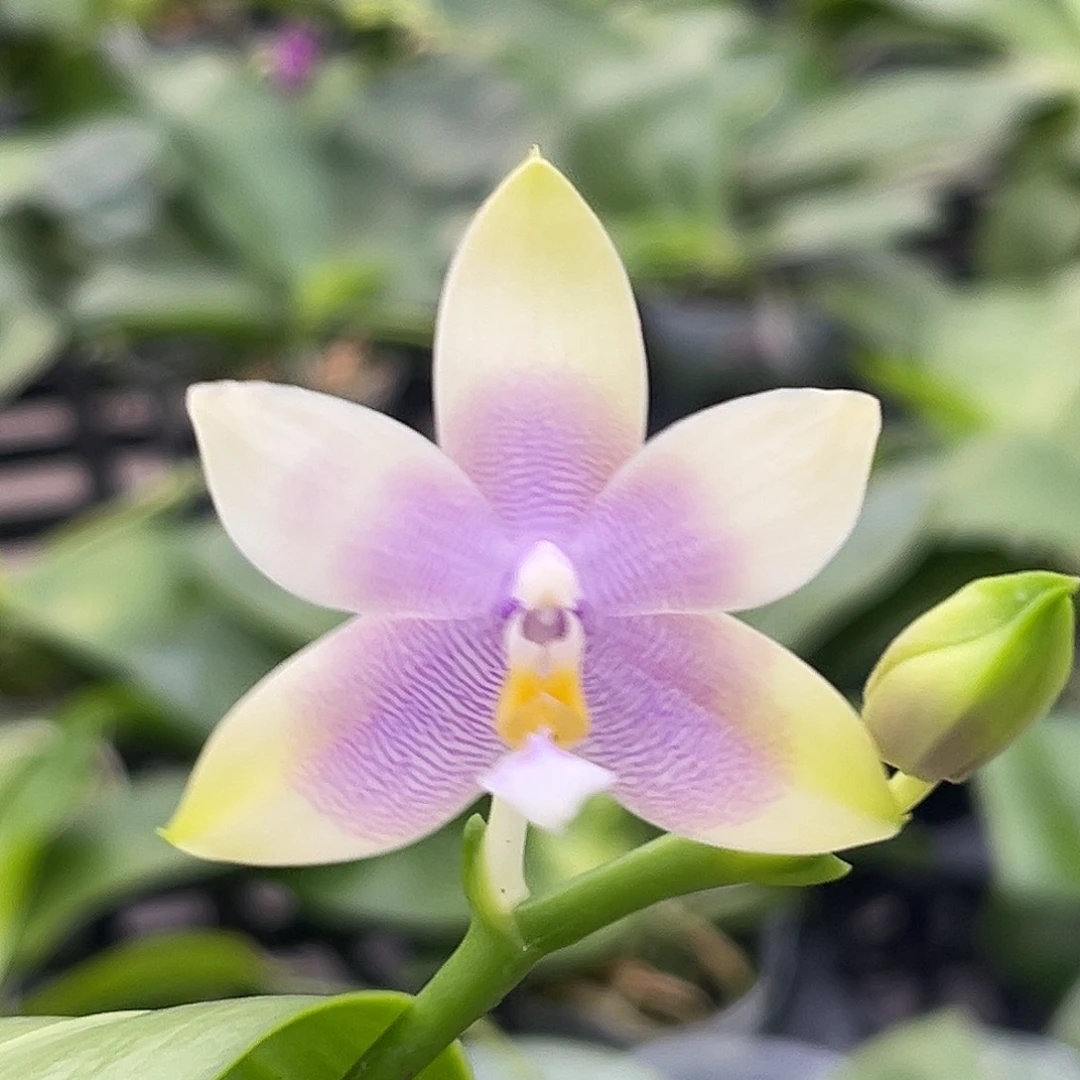 完全开放05开花株