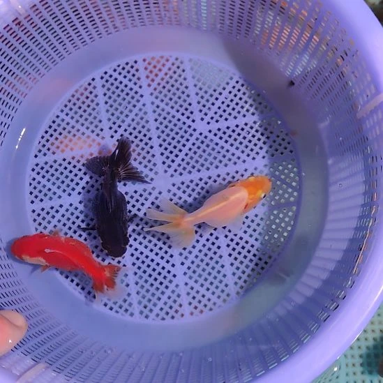 巨人百褶泰狮三条特价京东包邮