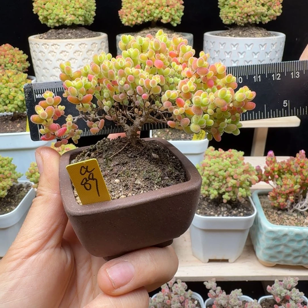 a89号蜜橘冠服9厘米带盆发