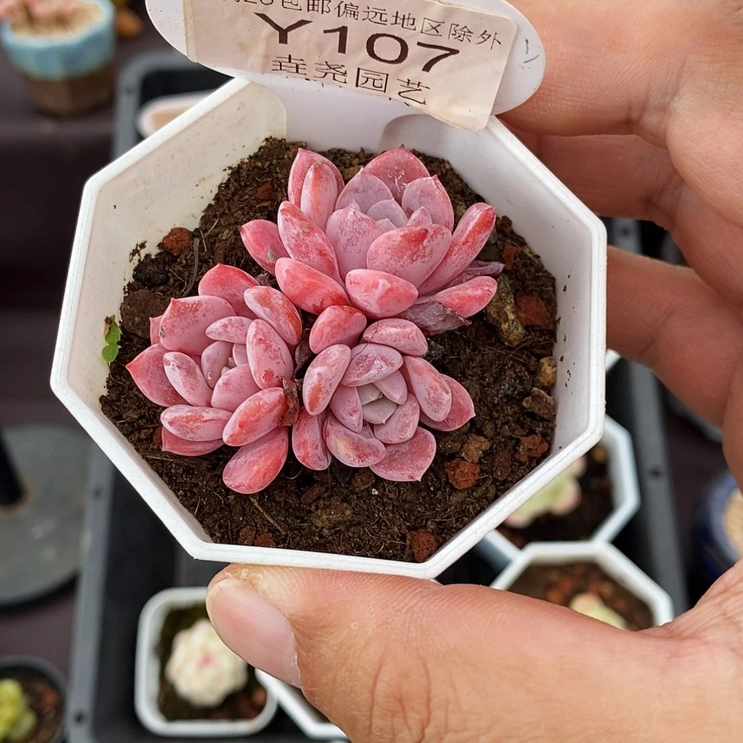 0107 拉皮群 4cm