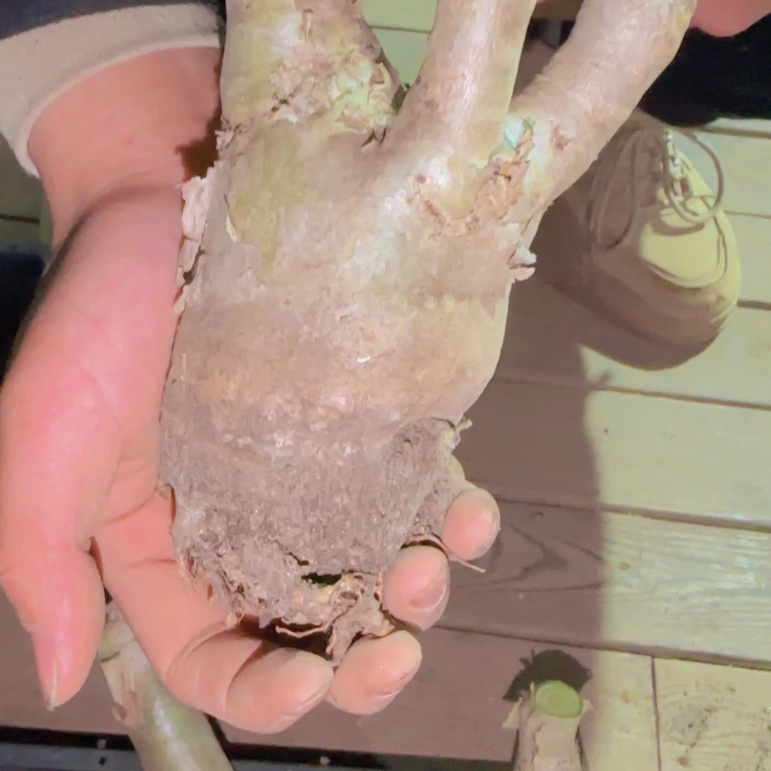 p****?块根植物块根植物块根植物