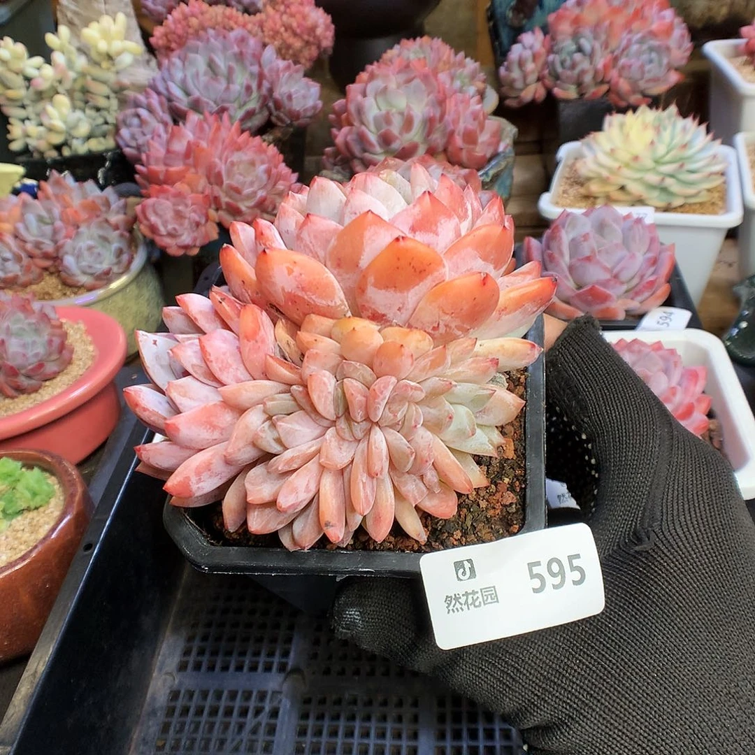 595雪天使多肉植物666