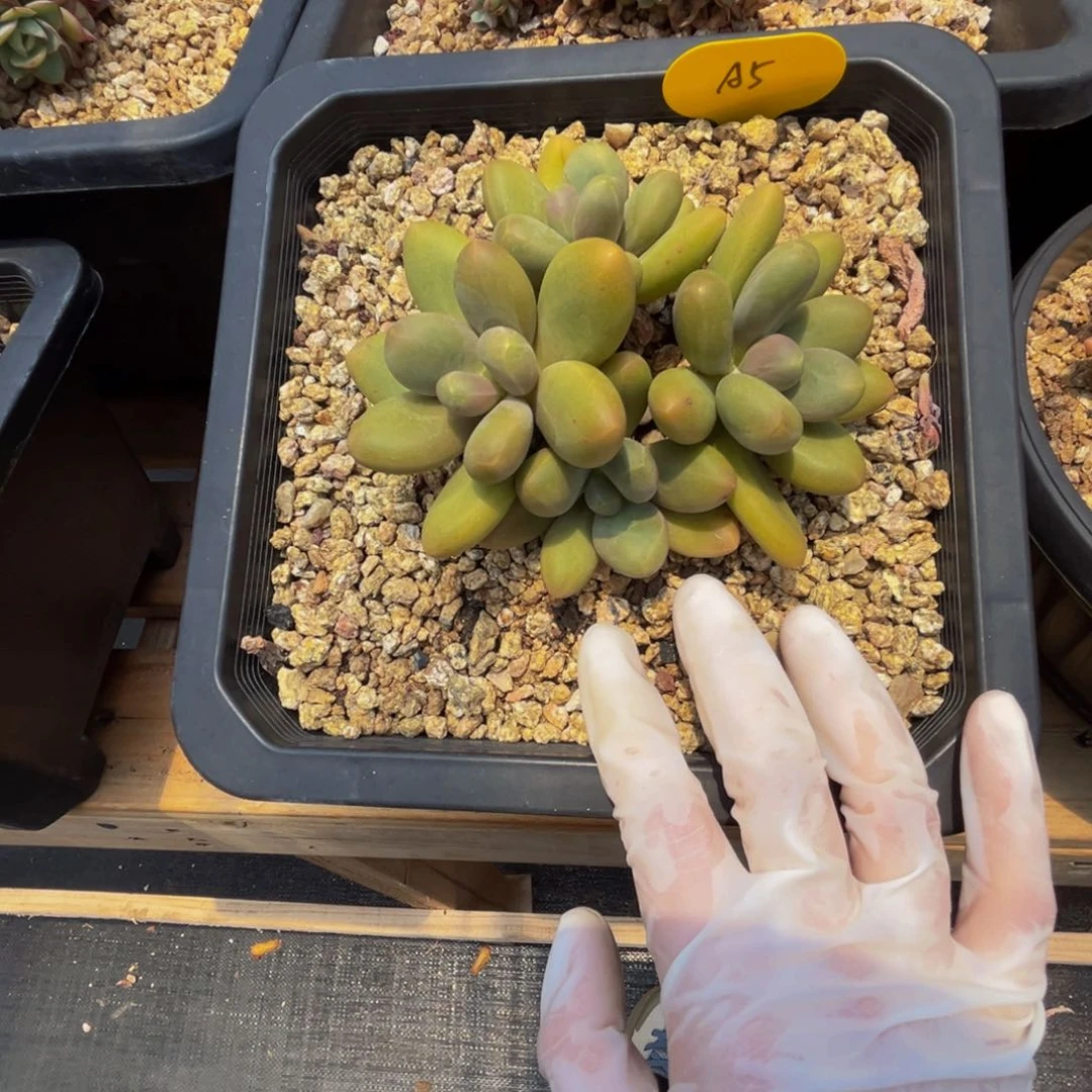 L***ঞa5糖果美人群生呀呀呀