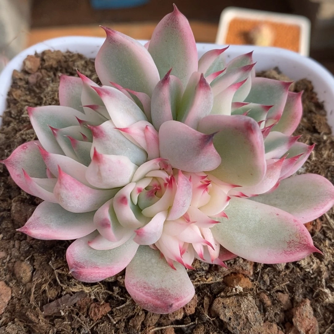 ?**儿吉娃娃锦多肉植物