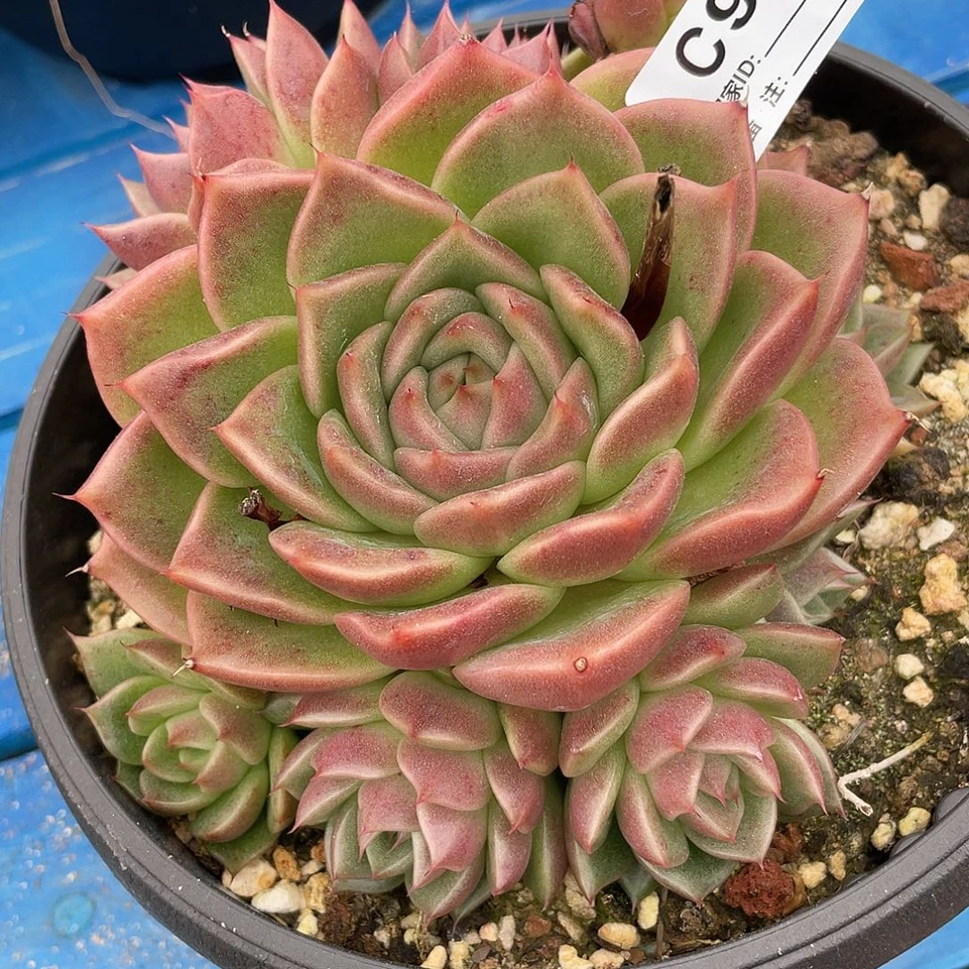 若如东云单拍C998