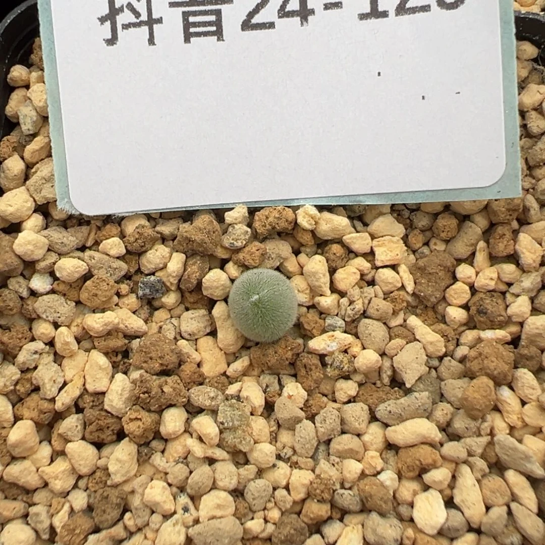 24-129宝辉玉多肉植物