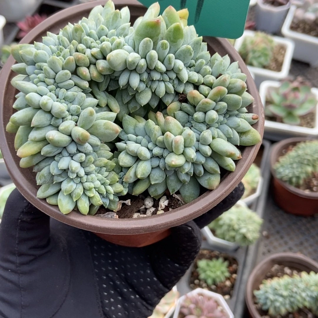 ****斯1511奶糖缀多肉植物