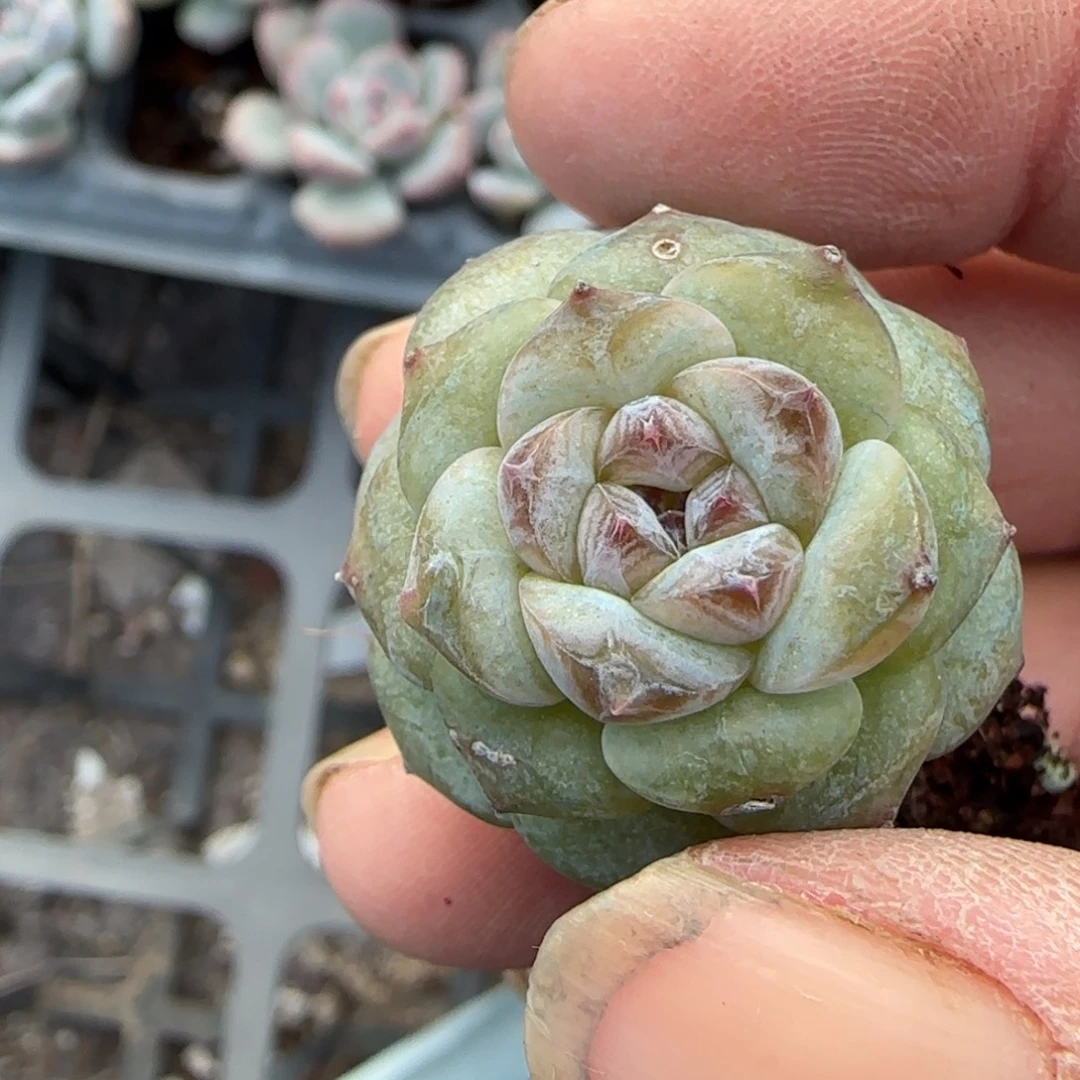 小卡拉米糖心一物一拍