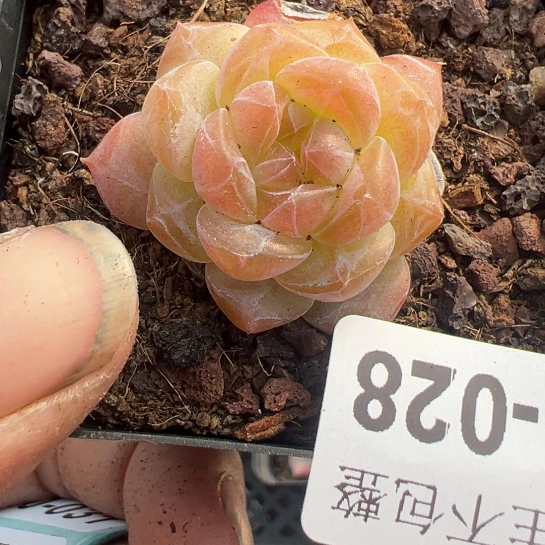 +*小卡拉米糖心一物一拍20-28