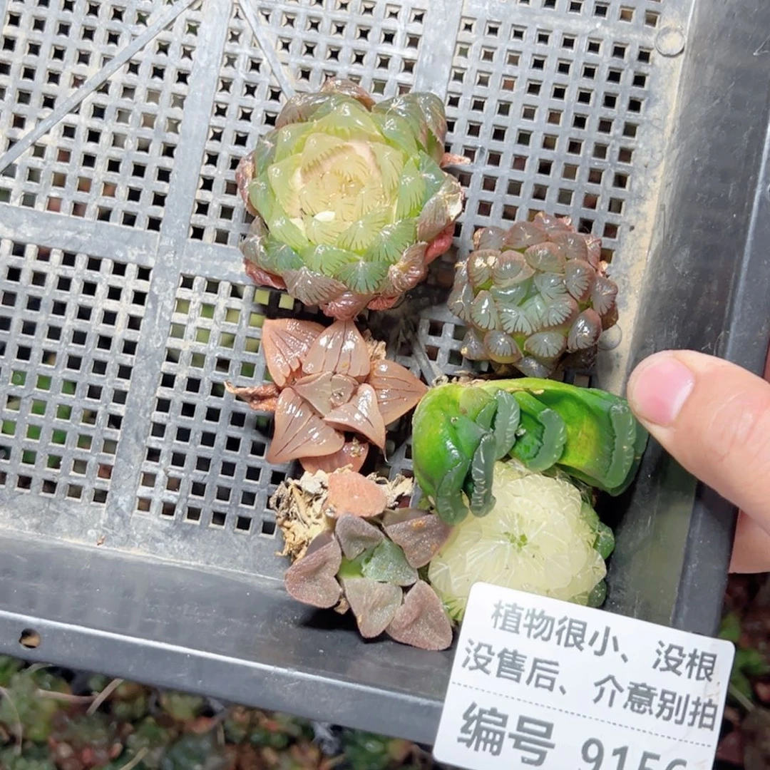 王*香9156没根多肉小苗，没售后，介意别拍，一物一拍