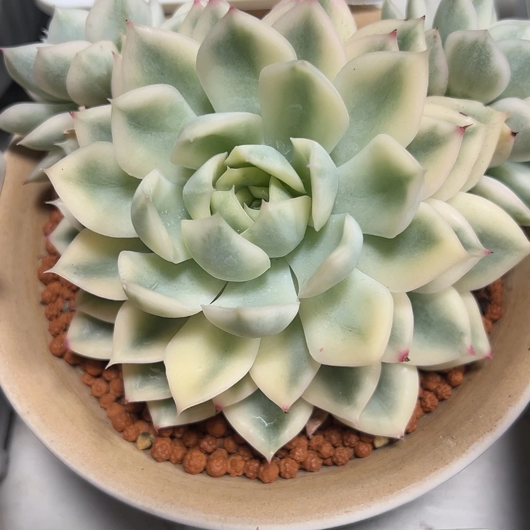 月亮仙子锦带两个侧芽