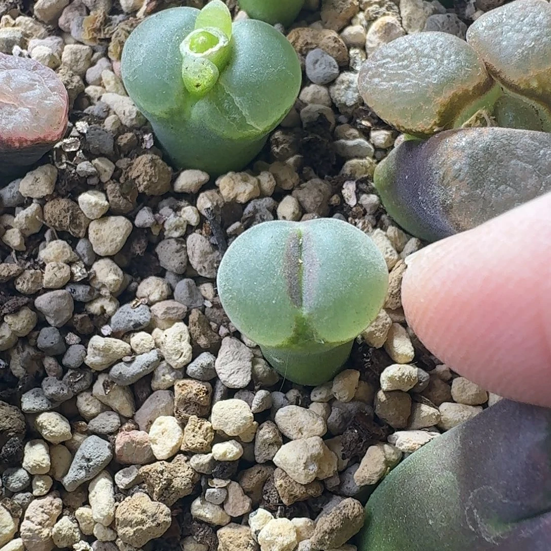 60号安格风铃一物一拍1