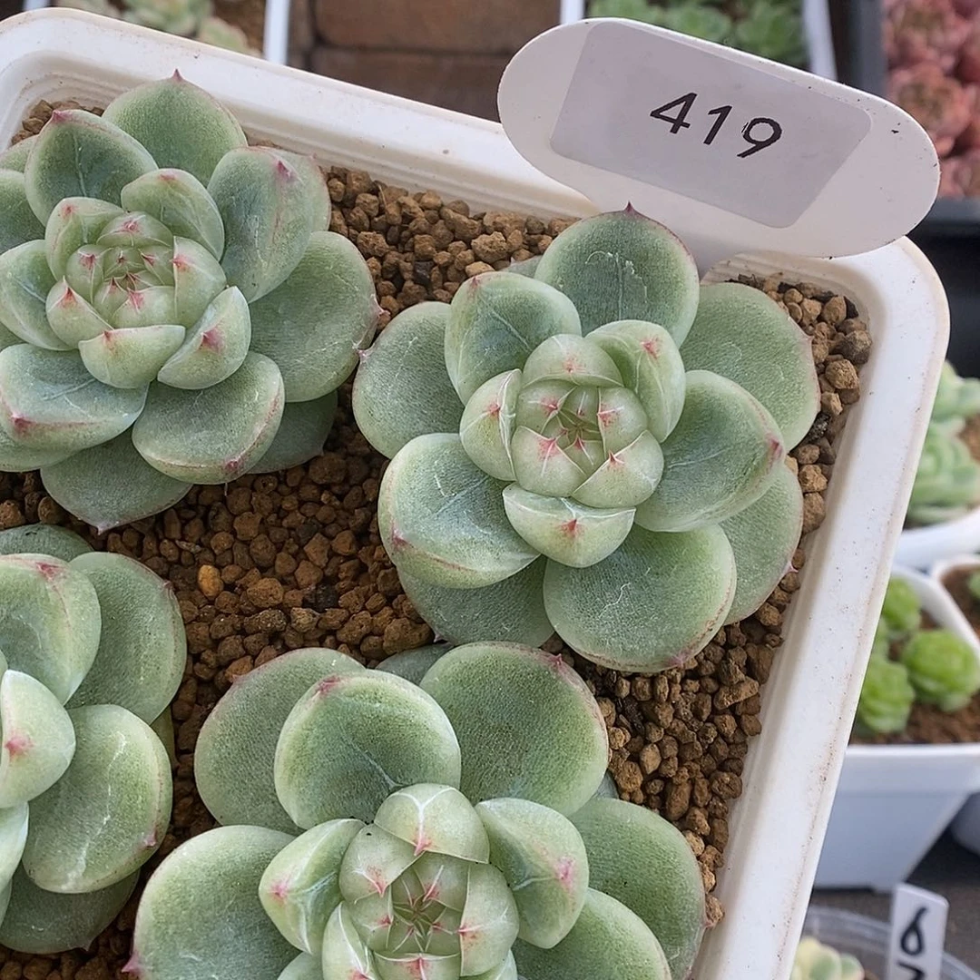 一物一拍一物一拍912-419