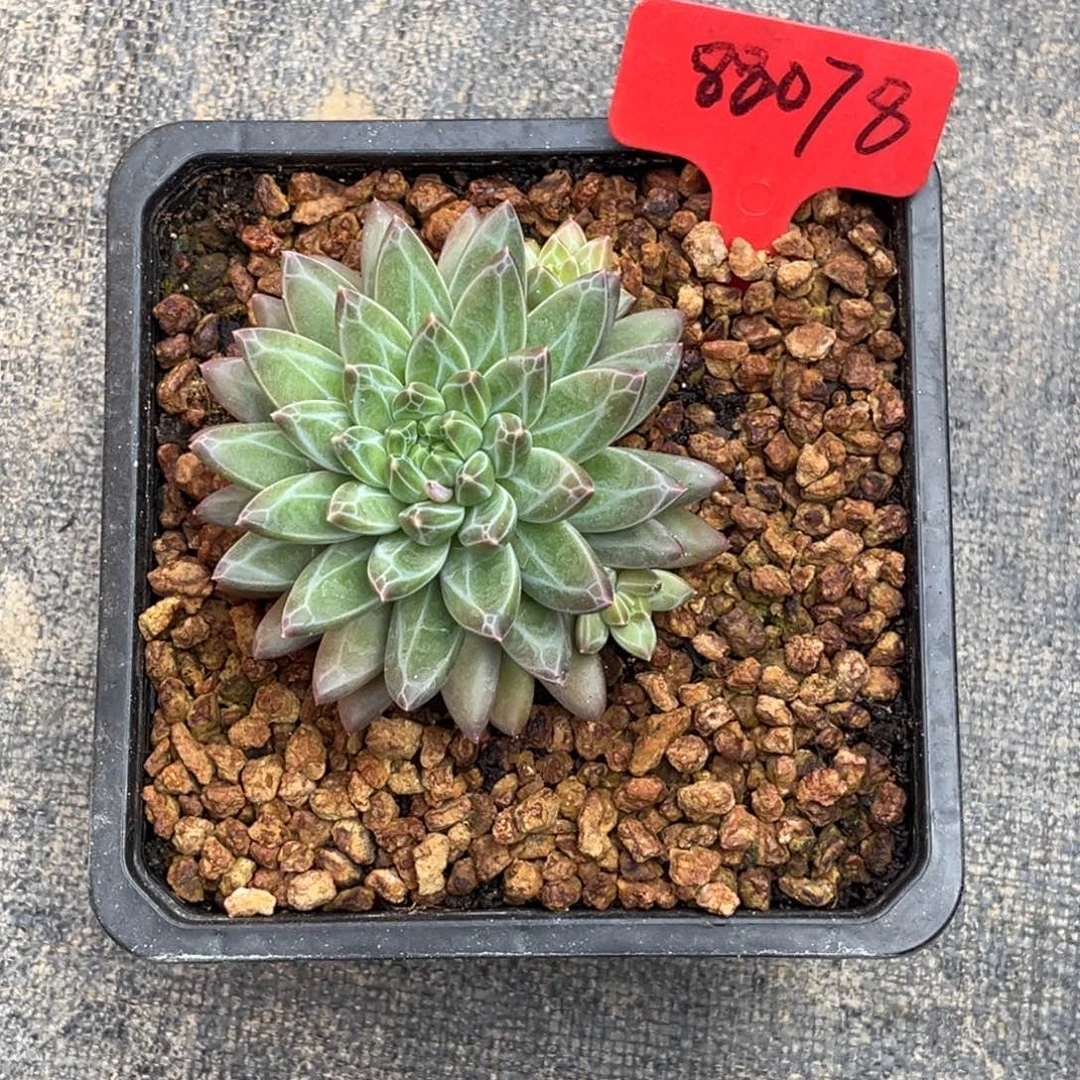 安***身88078高上午多肉植物群生
