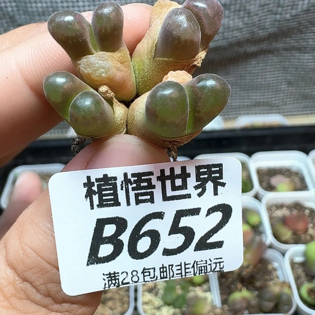 多肉W多肉植物提取d