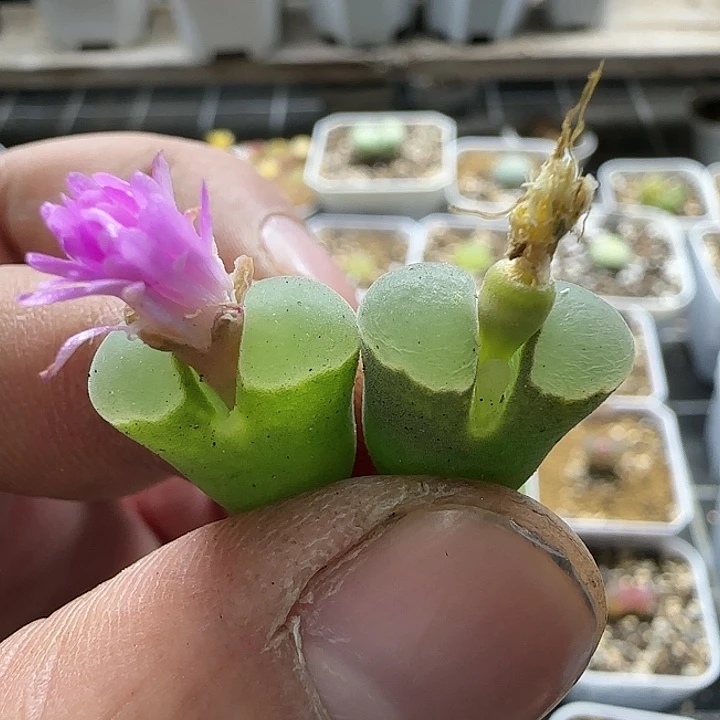 Y400风铃2颗裸根发货
