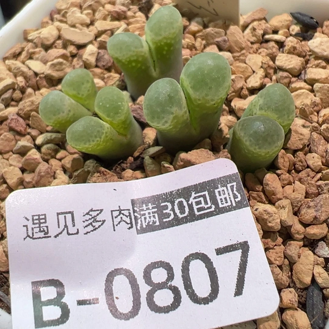 多肉植物1111111111111